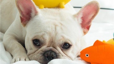 狗狗玩具批发【嘉美乐】经济又实惠的网红玩具